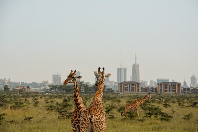 Half-Day Nairobi National Park and Maasai Market with Pick up - Guides who shape the safari