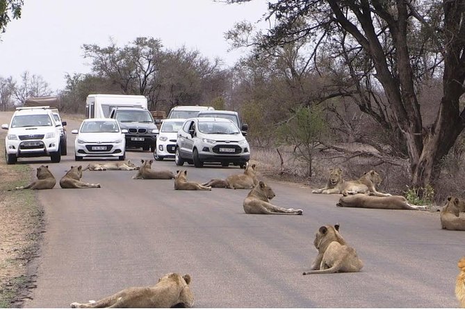 Half Day Nairobi National Park Guided Tour From Nairobi - Practical booking advice for your Nairobi stay