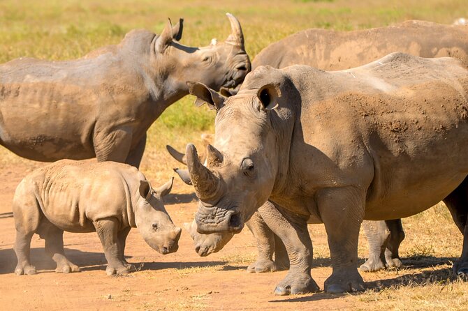 Half-Day Nairobi National Park Private Tour with admission - Nairobi National Park: safari with the city close by