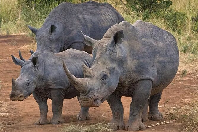 Half-Day Nairobi National Park Private Tour with admission - The private format and what it changes