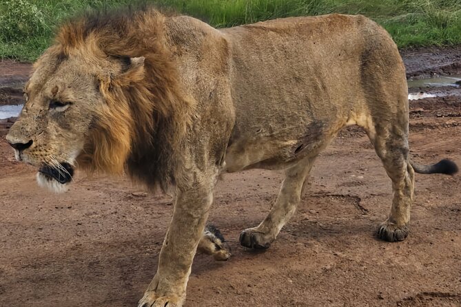 Half-Day Nairobi National Park Private Tour with admission - Wildlife expectations: exciting, but not guaranteed