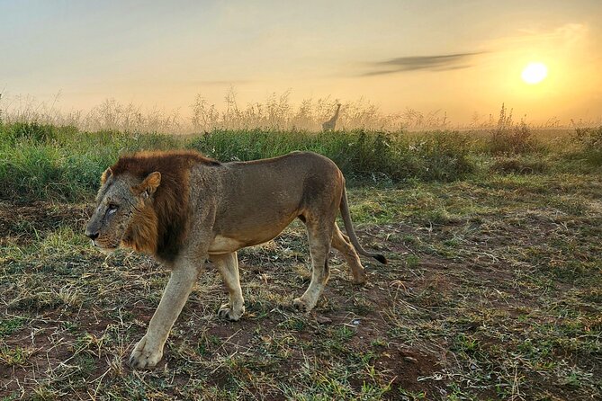Half-Day Nairobi National Park Private Tour with admission - Kobe Beads Factory: a short cultural stop
