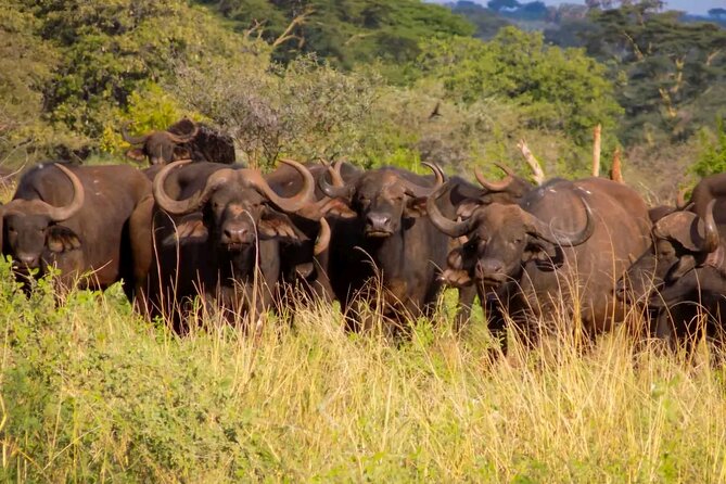 Half-Day Nairobi National Park Private Tour with admission - Pickup, transport, and timing
