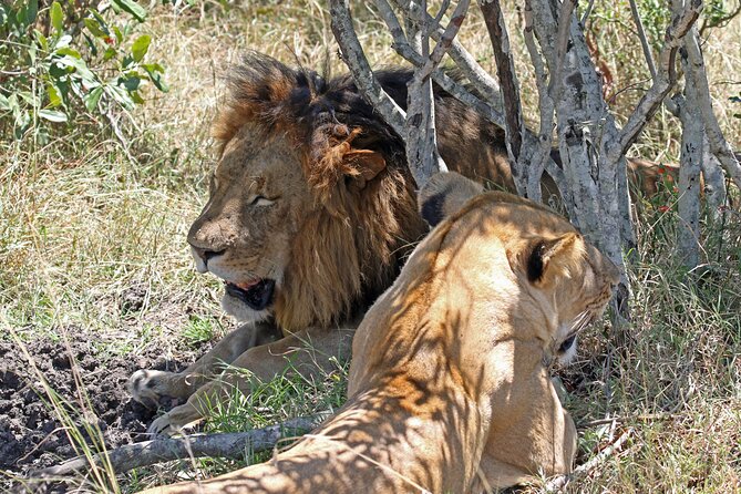 Half-Day Nairobi National Park Private Tour with admission - What the ratings suggest, and what they do not