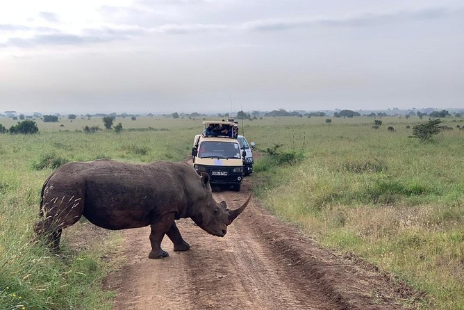 Half-Day Nairobi National Park Safari from Nairobi with Free Pickup - Why Nairobi National Park makes a smart short safari