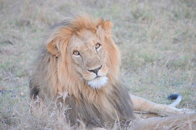 Half-Day Nairobi National Park Safari from Nairobi with Free Pickup - Inside the open-roof 4x4 van