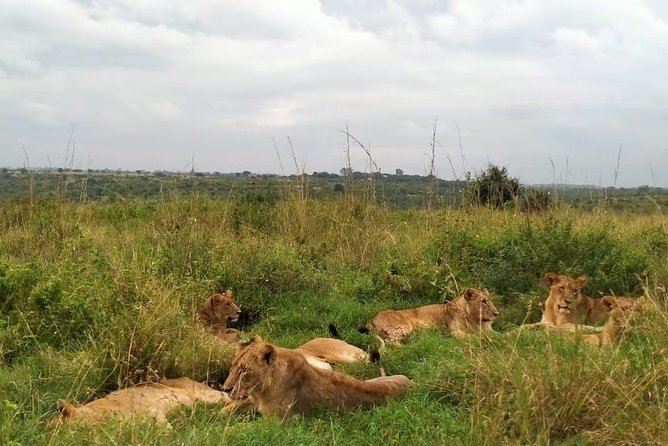 Half-Day Nairobi National Park Safari from Nairobi with Free Pickup - What happens during the park drive