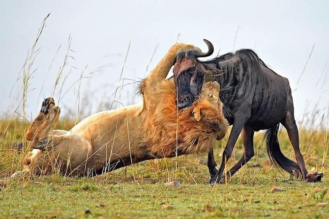 Half-Day Nairobi National Park Safari from Nairobi with Free Pickup - The real cost, and what the value means