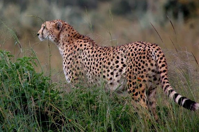 Half-Day Nairobi National Park Safari from Nairobi with Free Pickup - Who should book this Nairobi safari