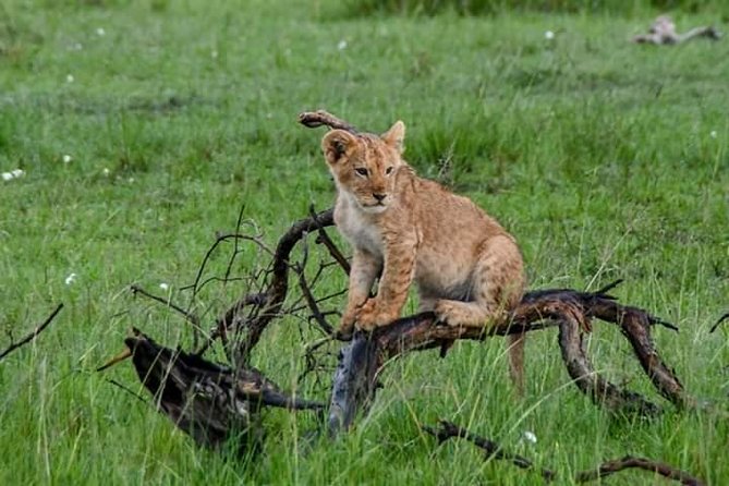 Half-Day Nairobi National Park Safari from Nairobi with Free Pickup - Booking advice that can save your morning