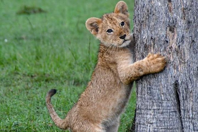 Half-Day Nairobi National Park Safari from Nairobi with Free Pickup - The pickup sets the tone for the day