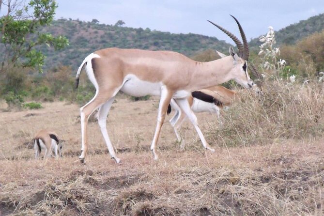 Half-Day Nairobi National Park Tour from Nairobi - Why Nairobi National Park makes sense for a short visit