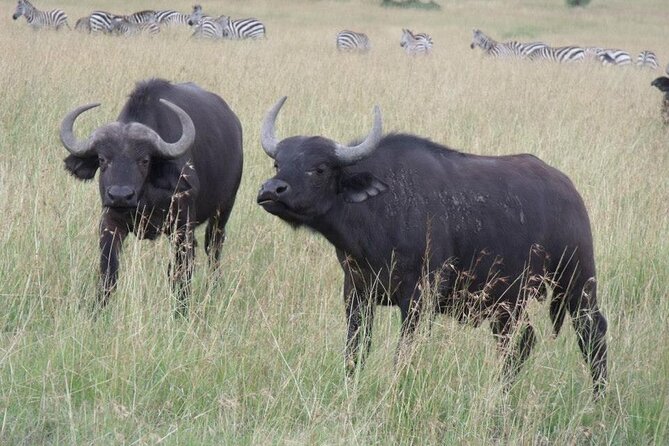 Half-Day Nairobi National Park Tour from Nairobi - The value of a $244 private safari