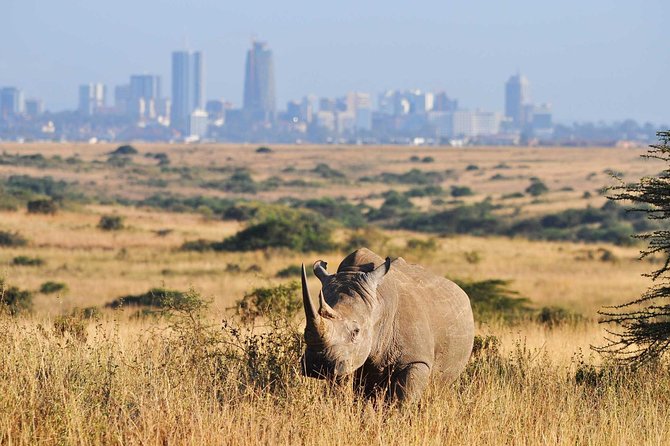 Half day Nairobi National Park Tour & Sheldrick Elephant Nursery - Why Nairobi National Park makes sense on a short visit