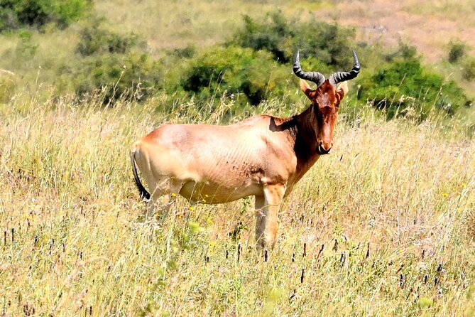 Half day Nairobi National Park Tour & Sheldrick Elephant Nursery - Who will get the most from this tour