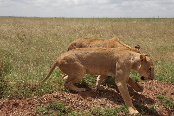 Half day Nairobi National Park Tour & Sheldrick Elephant Nursery - The 6:00 am pickup and private vehicle