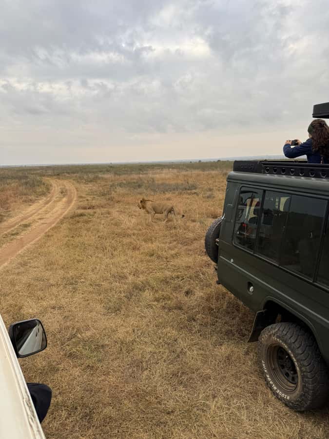 Half day Nairobi National Park with free pick up - Why Nairobi National Park works so well for a short safari