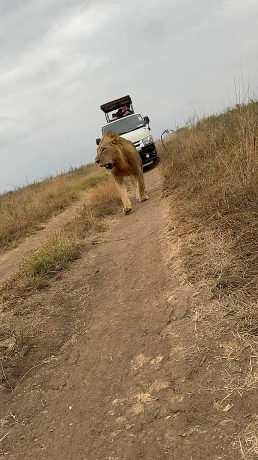 Half day Nairobi National Park with free pick up - What the morning game drive is really like