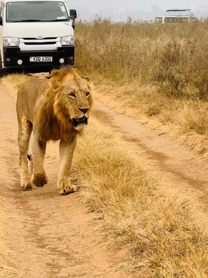 Half day Nairobi National Park with free pick up - Practical tips for a smoother morning
