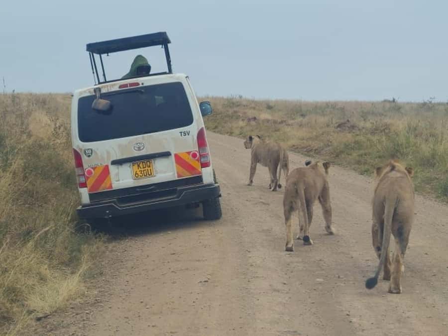Half day Nairobi National Park with free pick up - Early pickup and the ride into the park