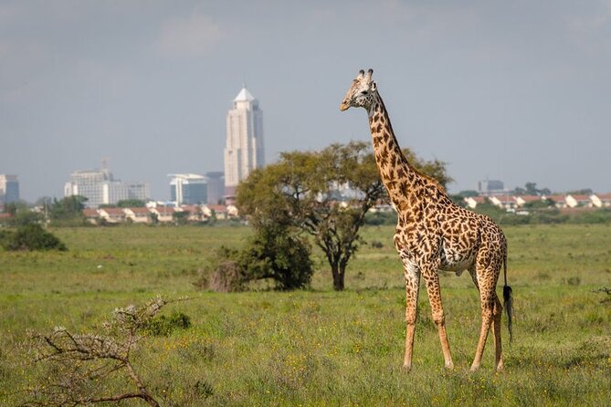 Half-Day National Wildlife Safari Private Tour in Nairobi - Key points to know before booking