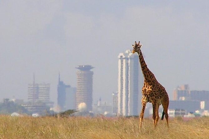 Half-Day National Wildlife Safari Private Tour in Nairobi - Why Nairobi National Park works for a short safari