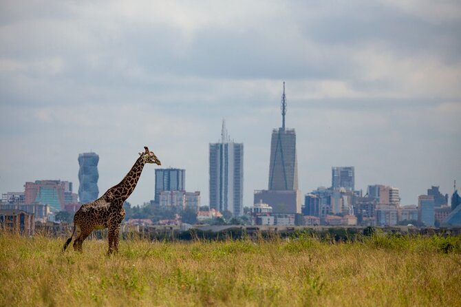Half-Day Private Guided Safari Tour to Nairobi National Park - Why this Nairobi safari works on a short schedule