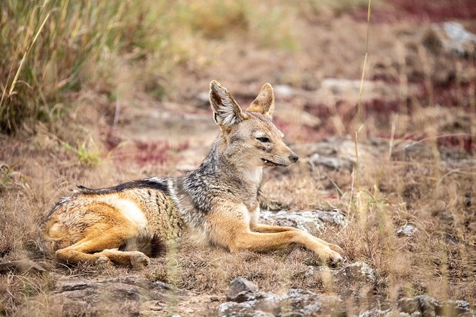 Half-Day Private Guided Safari Tour to Nairobi National Park - Wildlife viewing: what you may see