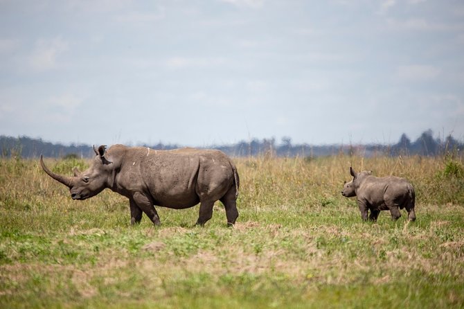 Half-Day Private Guided Safari Tour to Nairobi National Park - Entering Nairobi National Park in a private Land Cruiser
