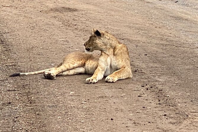 Half Day Private Tour in Nairobi National Park with Admission - The 6 a.m. pickup and ride into the park