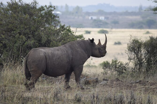 Half Day Private Tour in Nairobi National Park with Admission - The ivory burning site and Kenya’s conservation story