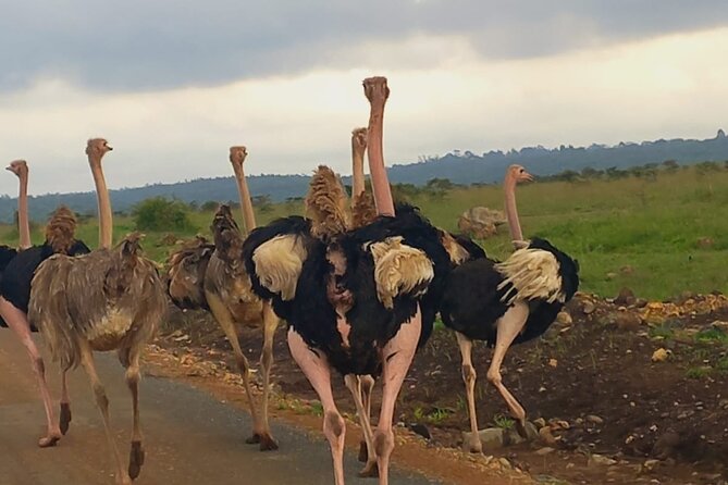 Half Day Private Tour in Nairobi National Park with Admission - A short coffee and gift stop after the safari