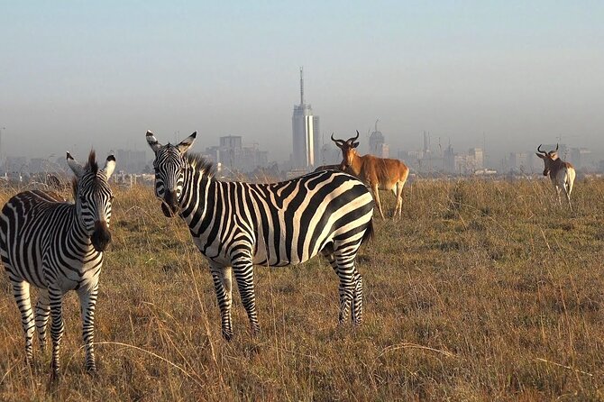 Half Day Private Tour in Nairobi National Park with Admission - Is $95 per person good value?