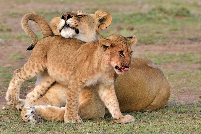 Half Day Safari at Nairobi National Park - Key Points at a Glance