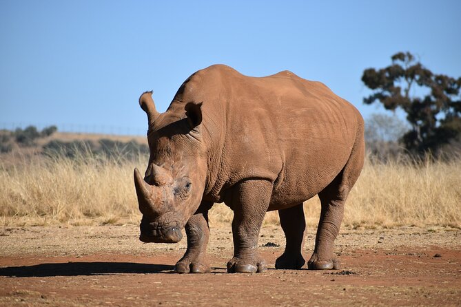 Half Day Safari at Nairobi National Park - Wildlife Sightings: What You Might See