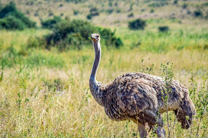 Half Day Safari at Nairobi National Park - Guides Tony and Anthony