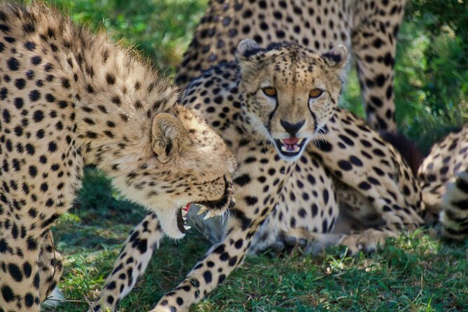 Half Day Safari at Nairobi National Park - Is $40 a Good Value?