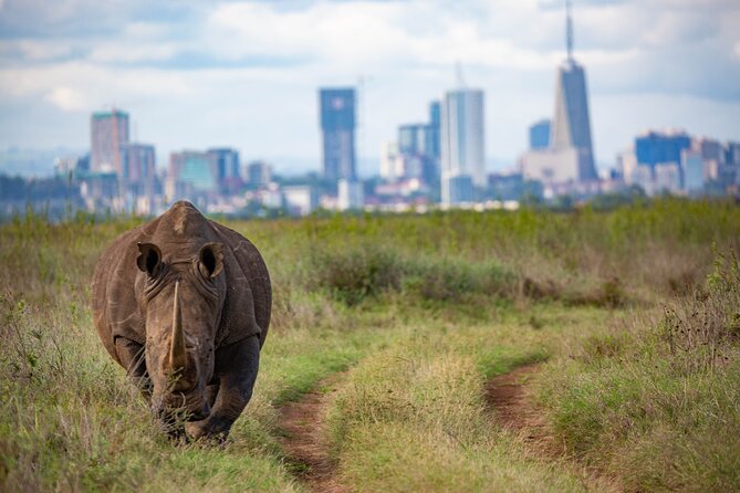 Half Day Safari at Nairobi National Park - What to Bring and How to Prepare
