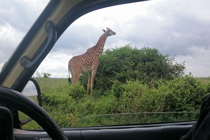 Half Day :safari Game Drive At Nairobi Park/elephant Sanctuary/giraffe Centre - Is $75 good value for this Nairobi tour?