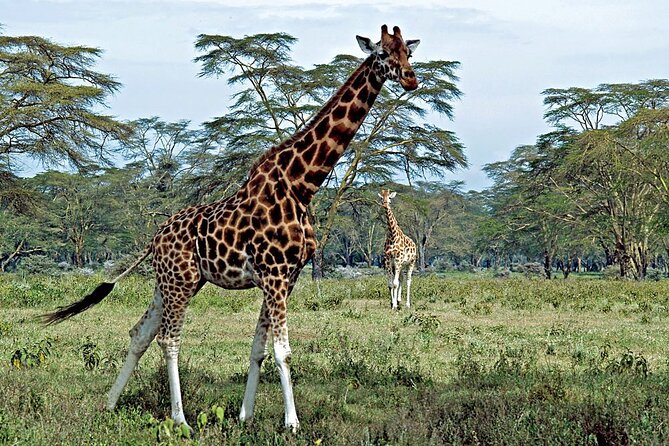 Half Day Sunrise Game - Drive of National Park Tour From Nairobi - Lions, Giraffes, and Rhinos in a Short Morning