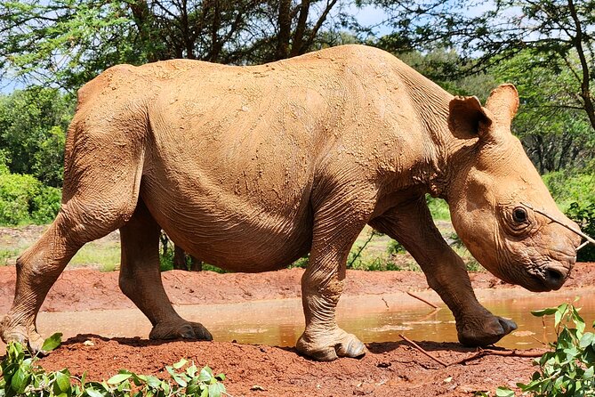 Half day tour to Elephant orphanage & Giraffe Centre Nairobi - The Sheldrick Wildlife Trust from 11 a.m. to noon