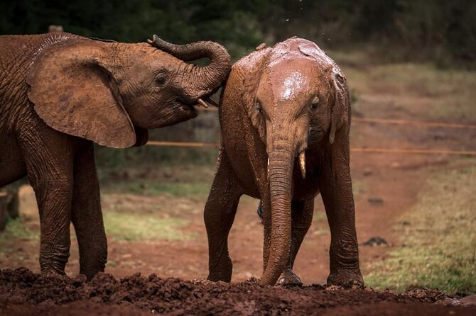 Half day tour to Elephant orphanage & Giraffe Centre Nairobi - Optional Karen Blixen Museum and Nairobi National Park