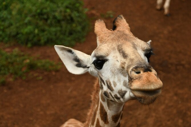 Half day tour to Elephant orphanage & Giraffe Centre Nairobi - Guides, transport, and the private format