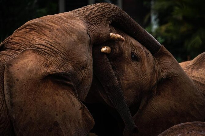 Half day tour to Elephant orphanage & Giraffe Centre Nairobi - The extra E-citizen fee deserves careful attention