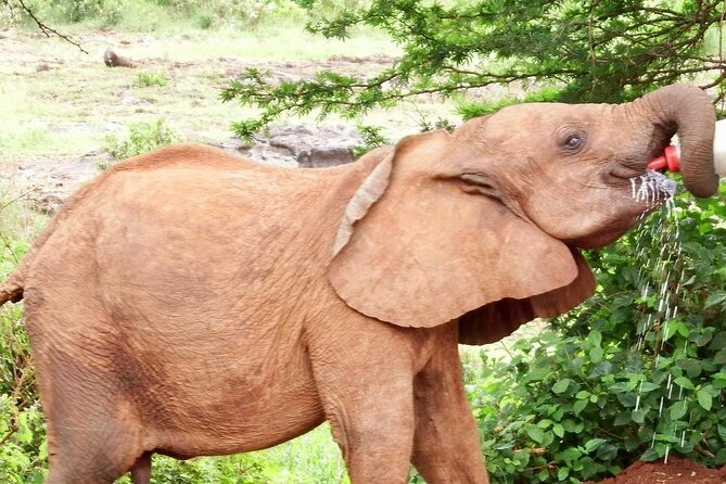 Half day tour to Elephant orphanage & Giraffe Centre Nairobi - Who will get the most from this six-hour outing?