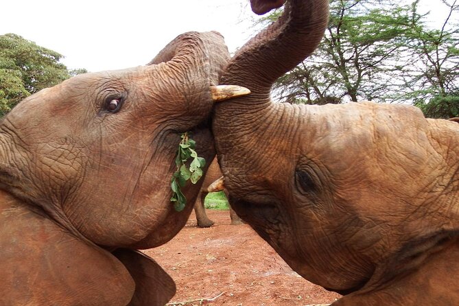 Half day tour to Elephant orphanage & Giraffe Centre Nairobi - Feeding Rothschild giraffes at the Giraffe Centre