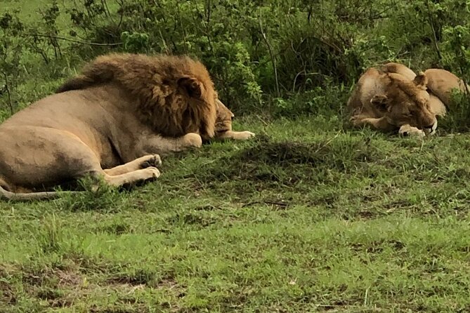 Half Day Tour To Nairobi National Park and Giraffe Center - The Giraffe Centre adds conservation and culture