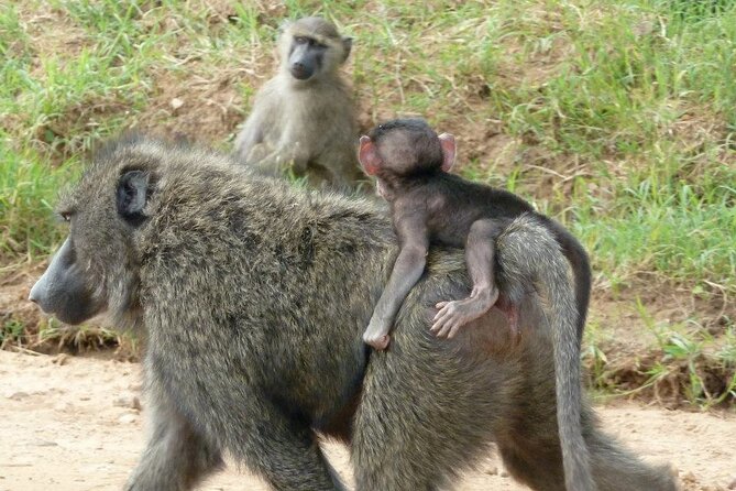 Half Day Tour To Nairobi National Park and Giraffe Center - Guides and service can shape the morning