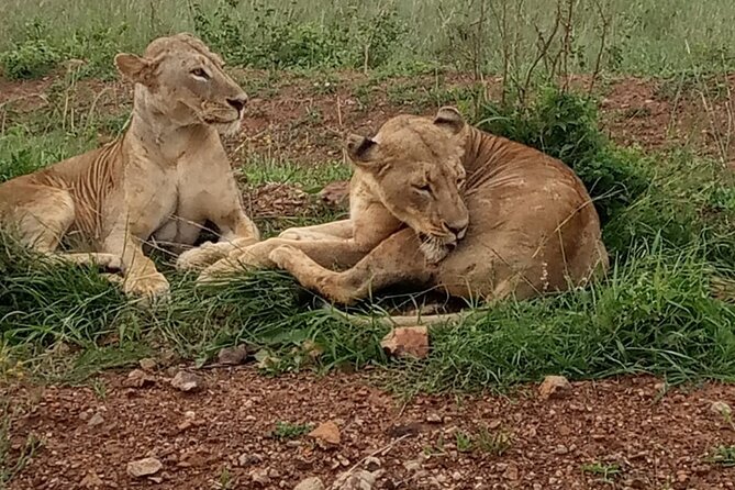 Half Day Tour To Nairobi National Park and Giraffe Center - Riding under the pop-up roof for three hours