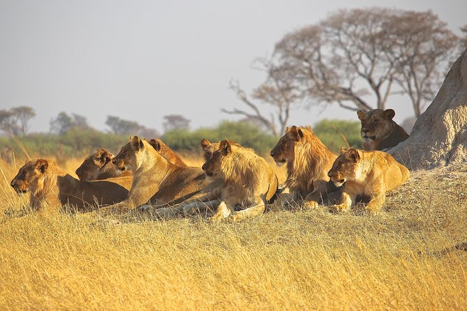 half Day TOURS/NAIROBI NATIONAL PARK/ELEPHANT & GIRAFFE CENTRE - Why this Nairobi tour works well